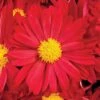 Bonnie™ Red Yoder Garden Mum Plant -Annual Plants Popular Shop bonnie red yoder garden mum plant 91 detail