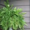 Boston Fern 1 Boston Fern -Annual Plants Popular Shop boston fern plant 872 detail