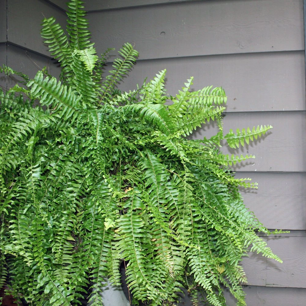 Boston Fern 3 Boston Fern