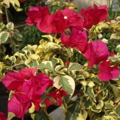 Raspberry Ice Bougainvillea Plant