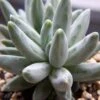 Bracteosum Pachyphytum (Moonstone) -Annual Plants Popular Shop bracteosum pachyphytum plant 1356 detail