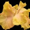 Bridal Party Cajun Hibiscus -Annual Plants Popular Shop bridal party cajun hibiscus plant 335 detail