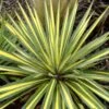 Bright Edge Yucca (Spoonleaf) -Annual Plants Popular Shop bright edge yucca plant 404 detail