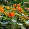 Bright Orange Lantana Plant -Annual Plants Popular Shop bright orange lantana plant 1130 detail