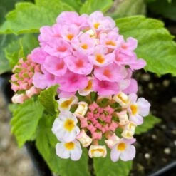 Bright Pink Lantana Plant