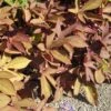 Bronze Ipomoea Plant -Annual Plants Popular Shop bronze ipomea sweet potato vine plant 1033 detail