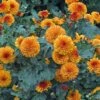 Brown Eyes Perennial Mum Plant -Annual Plants Popular Shop brown eyes perennial mum plant 2033 detail