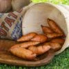 Porto Rico Sweet Potato 2 Porto Rico Sweet Potato -Annual Plants Popular Shop bunch porto ricos sweet potato plant 1803 detail