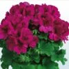 Aristo® Burgundy Regal Geranium Plant -Annual Plants Popular Shop burgundy aristo regal geranium plant 1019 detail