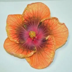 Affair Cajun Hibiscus