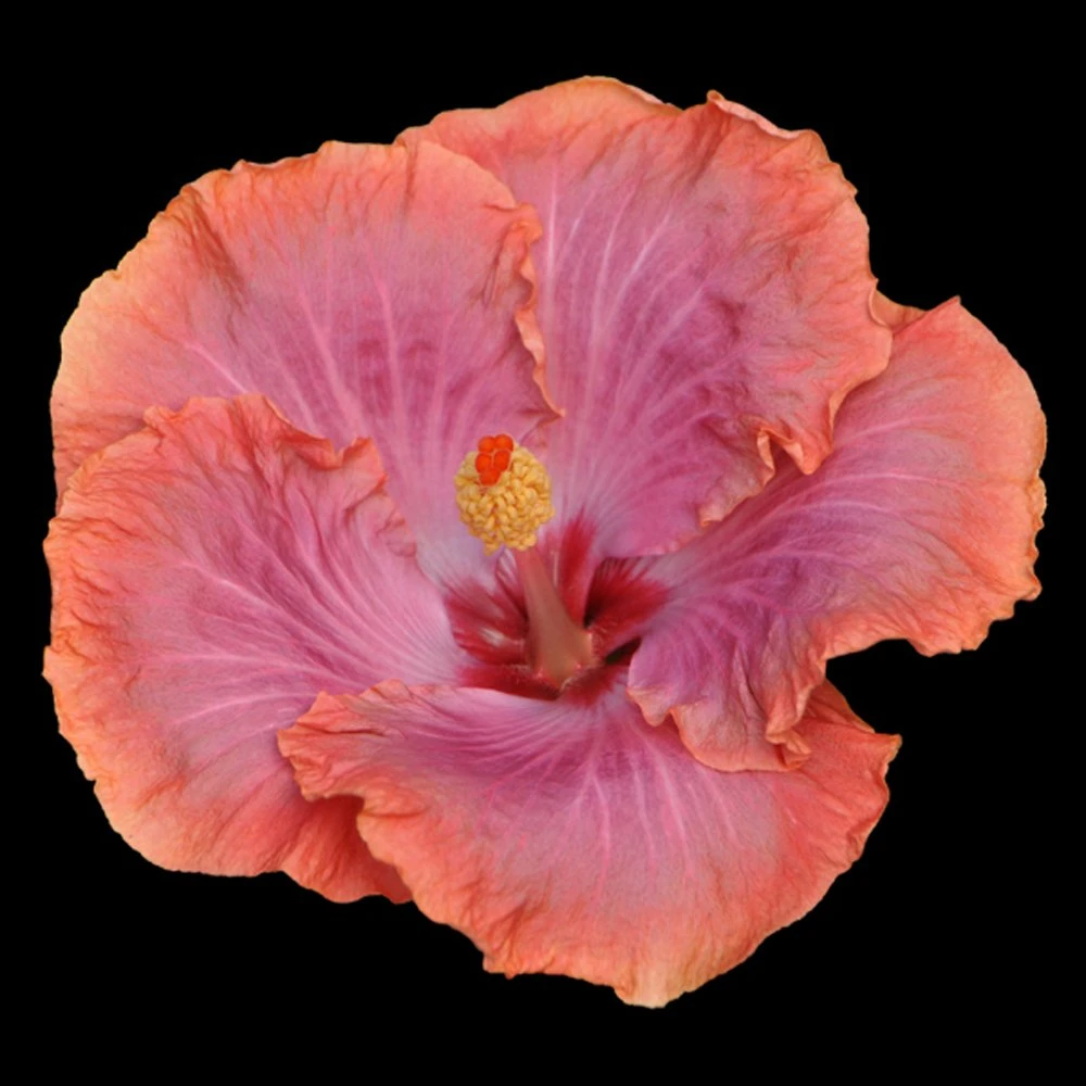 Dixieland Cajun Hibiscus 3 Dixieland Cajun Hibiscus