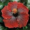 Black Dream Cajun Hibiscus -Annual Plants Popular Shop cajun hibiscus black dream plant 1507 detail