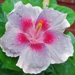 City Slicker Cajun Hibiscus