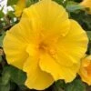 Saffron Sun Cajun Hibiscus 2 Saffron Sun Cajun Hibiscus -Annual Plants Popular Shop cajun hibiscus saffron sun plant 1700 detail