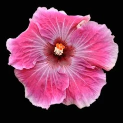 Hotsy Totsy Cajun Hibiscus