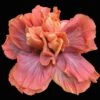 Queen Of Dreams Cajun Hibiscus 2 Queen Of Dreams Cajun Hibiscus -Annual Plants Popular Shop cajun queen of dreams hibiscus plant 156 detail