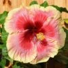 Tahitian Queen Cajun Hibiscus -Annual Plants Popular Shop cajun tahitian queen hibiscus plant 1259 detail