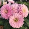 Cameo Perennial Mum Plant 2 Cameo Perennial Mum Plant -Annual Plants Popular Shop cameo perennial mum plant 839 detail