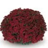 Belgian Mum® Camina Red Plant -Annual Plants Popular Shop camina red belgian mum plant 310 detail