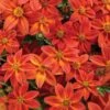 Campfire® Flame Bidens Plant -Annual Plants Popular Shop campfire flame bidens plant 1968 detail