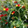 Candy Corn Manettia -Annual Plants Popular Shop candy corn vine manettia plant 1524 detail
