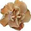 Caramel Rose Cajun Hibiscus -Annual Plants Popular Shop caramel rose cajun hibiscus plant 1592 detail
