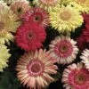 Cartwheel® Strawberry Twist Gerbera -Annual Plants Popular Shop cartwheel strawberry twist gerbera plants 1409 detail