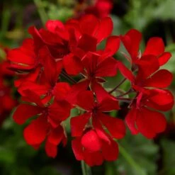 Cascade Dark Red Ivy Geranium Plant
