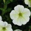 Cascadias™ Hint Of Lime Petunia Plant 1 Cascadias™ Hint Of Lime Petunia Plant -Annual Plants Popular Shop cascadias hint of lime petunia plant 66 detail