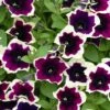 Cascadias™ Rim Magenta Petunia Plant 2 Cascadias™ Rim Magenta Petunia Plant -Annual Plants Popular Shop cascadias rim magenta petunia plant 926 detail