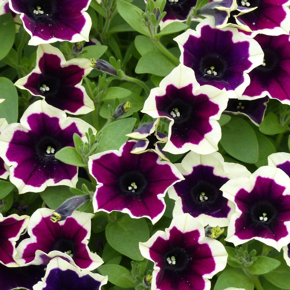 Cascadias™ Rim Magenta Petunia Plant 3 Cascadias™ Rim Magenta Petunia Plant