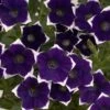 Cascadias™ Rim Violet Petunia Plant 2 Cascadias™ Rim Violet Petunia Plant -Annual Plants Popular Shop cascadias rim violet petunia plant 1133 detail