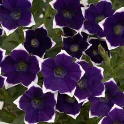Cascadias™ Rim Violet Petunia Plant