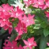 Soiree Crown Rose Catharanthus -Annual Plants Popular Shop catharanthus soiree crown rose plant 1397 detail
