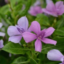 Soiree Double Orchid Catharanthus
