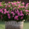 Soiree Double Pink Catharanthus 1 Soiree Double Pink Catharanthus -Annual Plants Popular Shop catharanthus soiree double pink plant 473 detail