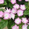 Soiree Flamenco Cheeky Pink Catharanthus -Annual Plants Popular Shop catharathus soiree flamenco cheeky pink plant 1195 detail