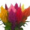 Pampas Mix Plumed Celosia -Annual Plants Popular Shop celosia pampas plume mix plant 289 detail
