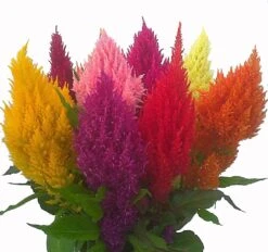 Pampas Mix Plumed Celosia