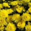 Centennial Sun Perennial Mum Plant -Annual Plants Popular Shop centennial sun perennial mum 1312 detail