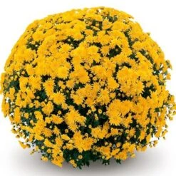 Belgian Mum® Cesaro Yellow Plant