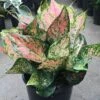 Aglaonema Pink 2 Aglaonema Pink -Annual Plants Popular Shop chinese evergreen pink aglaonema plant 183 detail