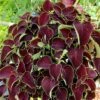 Chocolate Coleus Plant -Annual Plants Popular Shop chocolate coleus plant 576 detail