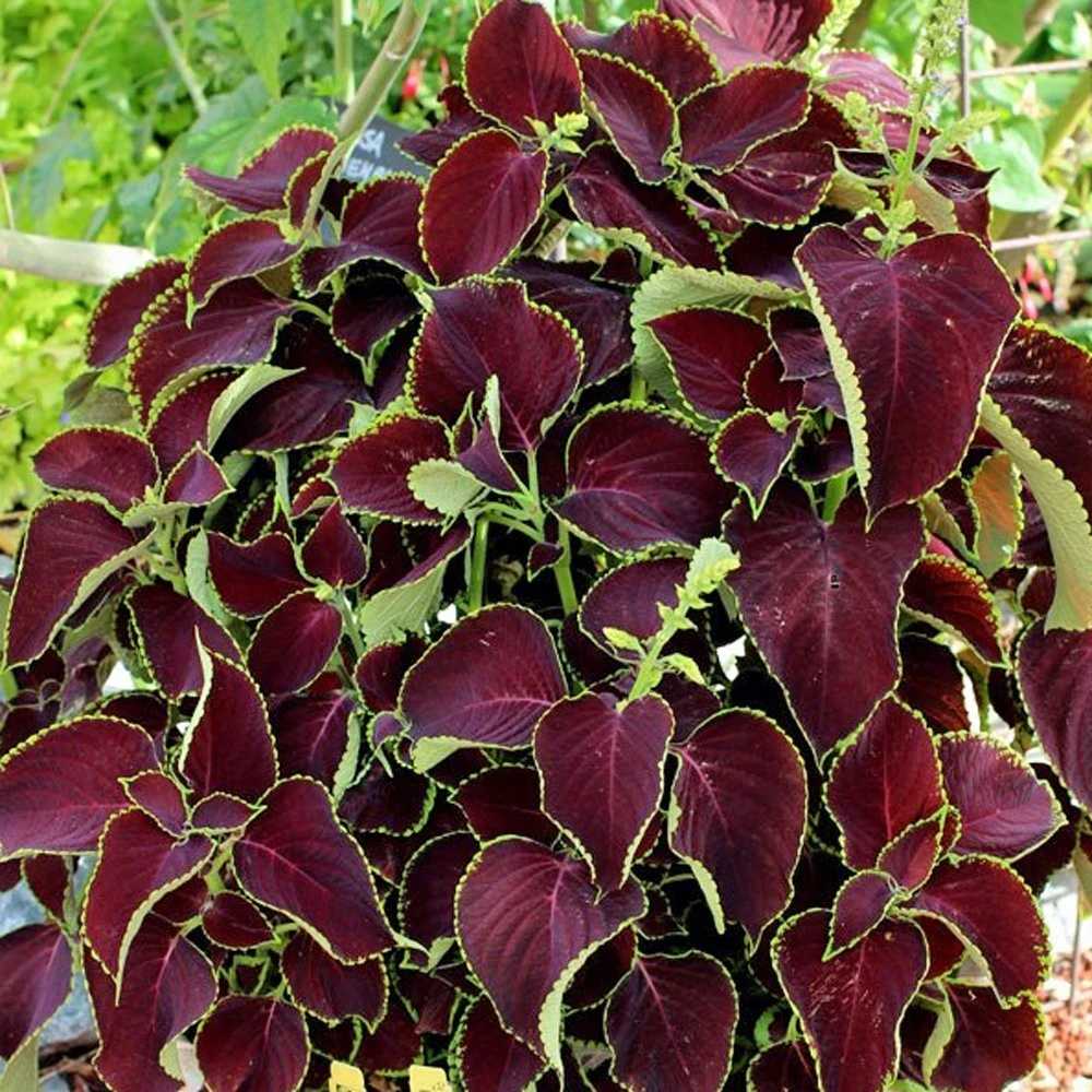 Chocolate Coleus Plant 3 Chocolate Coleus Plant