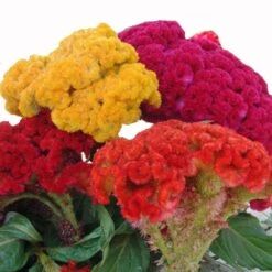 Cockscomb Mix Crested Celosia