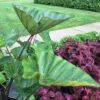 Coffee Cups Colocasia 2 Coffee Cups Colocasia -Annual Plants Popular Shop coffee cups colocasia plant 1610 detail