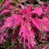 Stained Glassworks Luminesce Coleus Plant
