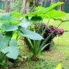 Taro Colocasia Esculenta - Elephant Ear -Annual Plants Popular Shop colocasia esculenta taro tubers for sale 2003 detail