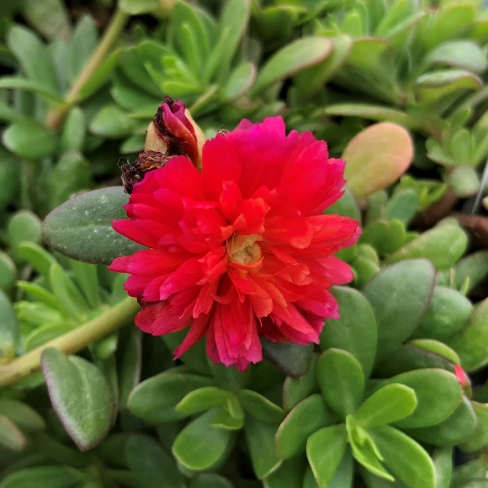 Colorblast Double Magenta Portulaca (Moss Rose)