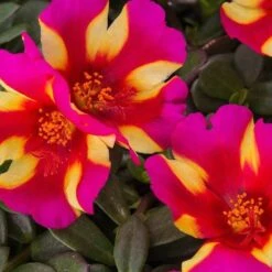 Colorblast Watermelon Punch Portulaca (Moss Rose)